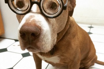 1 cutest dogs glasses