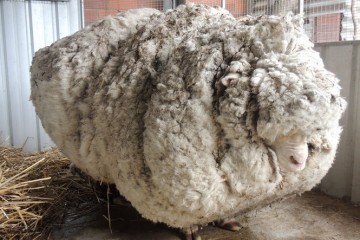 1 wooliest sheep