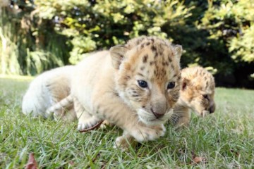 7 tiger lion cubs